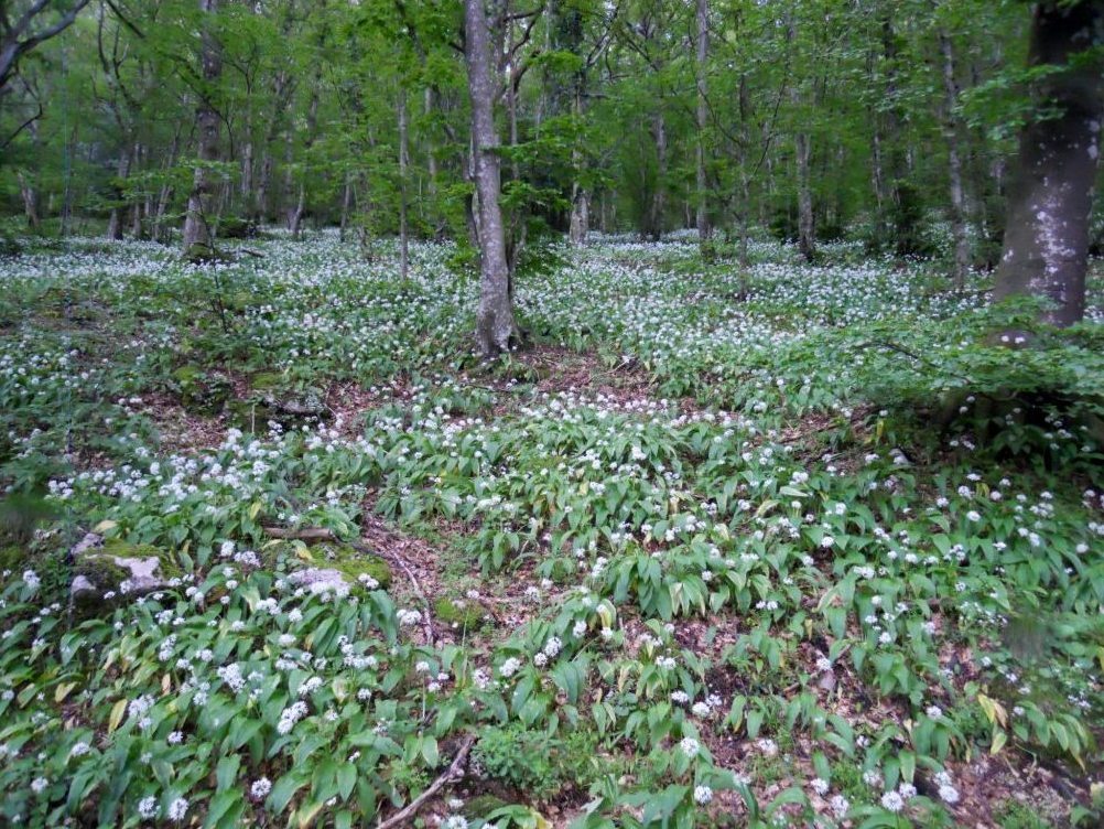 Allium ursinum / Aglio orsino